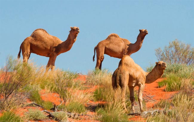 Why Australia Started a Program to Kill 10,000 Camels?