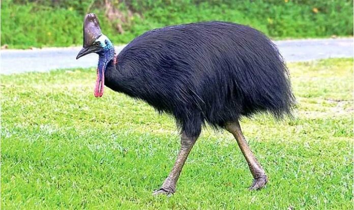 Half a century in captivity Cassowary survives all his handlers - The ...