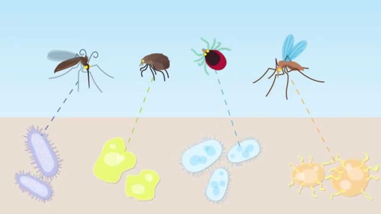 Vector-Borne Diseases gearing up for an outbreak in Pakistan?