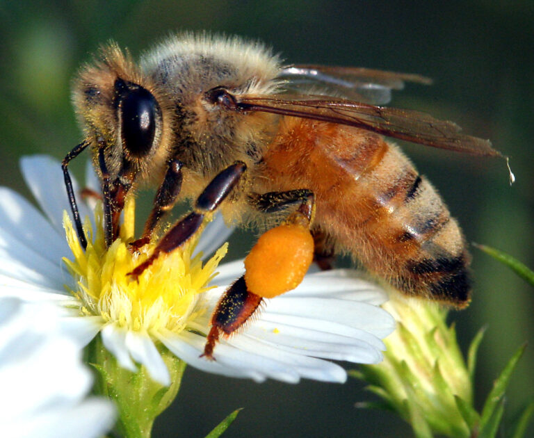 World Bee Day